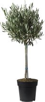Olijfboom op stam - 'Olea Europaea' - wintergroen - H70cm Ø17cm