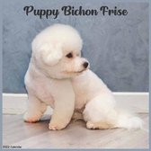 Bichon Frise Puppy 2022 Calendar
