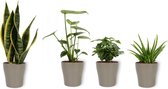 4 Kamerplanten - Aloe Vera, Monstera, Sansevieria & Koffieplant - met zilverkleurige pot geleverd