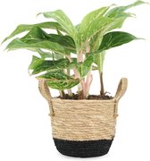 We Love Plants - Aglaonema Sparkling Sahara + Mand Mirjam - 55 cm hoog - Makkelijke plant