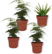 Set van 4 Kamerplanten - 3x Asparagus Plumosus & 1x Aloë Vera - ± 25cm hoog - 12cm diameter
