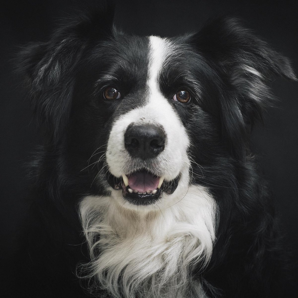 Schilderij - hond - border collie - Collectie faces - Dibond wit - 74x74cm