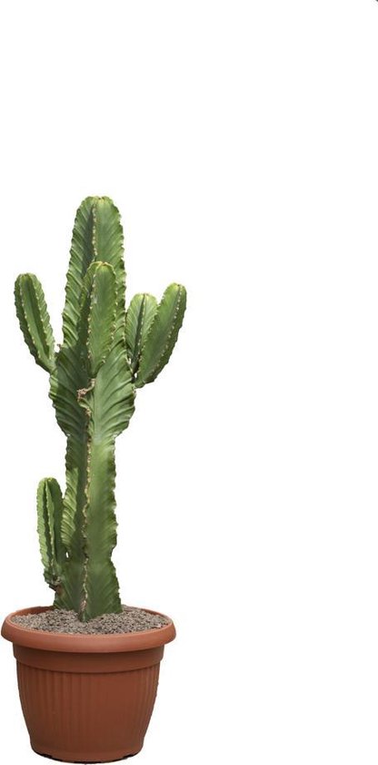 Euphorbia Ingens - XXL cowboy cactus - 110cm hoog in kweekpot