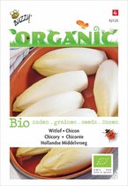 Buzzy® Organic Witlof Middelvroeg (BIO)
