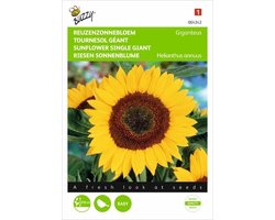Buzzy Zaden - Zonnebloem Giganteus - Helianthus annuus (reuzenzonnebloem)