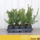 12x Taxus - Taxus baccata - Haagplant - Pot 9x9 cm