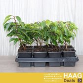 12x Portugese laurier - Prunus lustanica 'Angustifolia' - Haagplant - Pot 9x9 cm