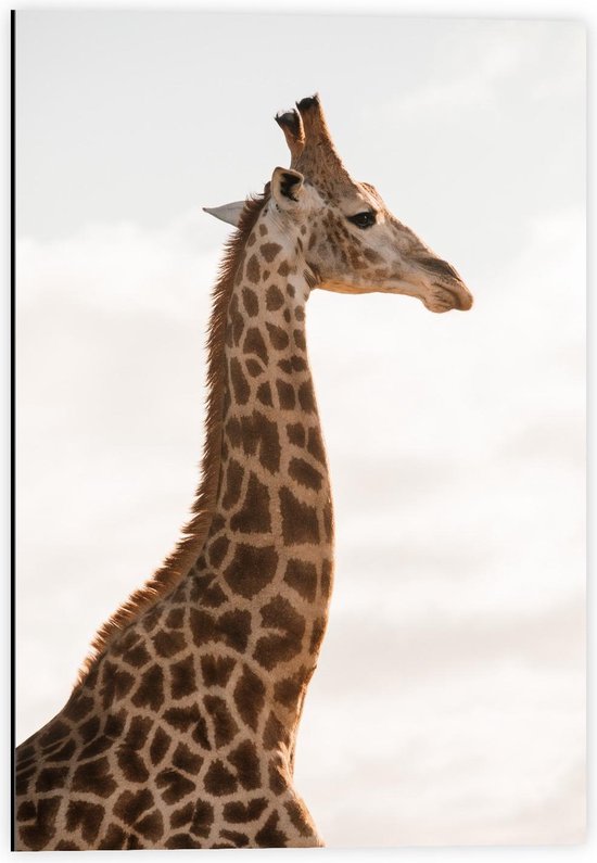Dibond - Lange Nek van Giraffe - 40x60cm Foto op Aluminium (Wanddecoratie van metaal)