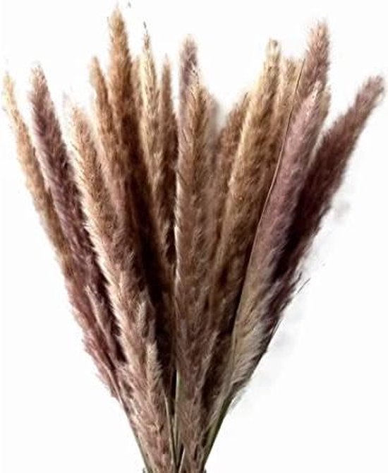 Pampas Pluimen Naturel Natuurlijke Tint 40 stuks Pampas Gras 70 cm bol