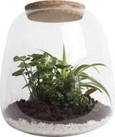 Ecosysteem met verlichting - Plant in glas - Ecosystem - Ecosysteem in Glas met LED-verlichting - Met 3 leuke Planten (Syngonium, Sedum, Chlorophytum) - Ø 23.5 cm - Hoogte 25 cm | Kamerplant