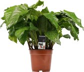 Calathea | Leuke plant en sluit haar bladeren 's-nachts | Super luchtzuiverend | Calathea Network | Ø 17 cm - Hoogte 50 cm (waarvan +/- 35 cm plant en 15 cm pot) | Kamerplant