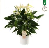 FloriaFor - Anthurium White Champion - - ↨ 50cm - ⌀ 14cm