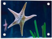 Tuinposter – Zeester in Aquarium - 40x30cm Foto op Tuinposter  (wanddecoratie voor buiten en binnen)
