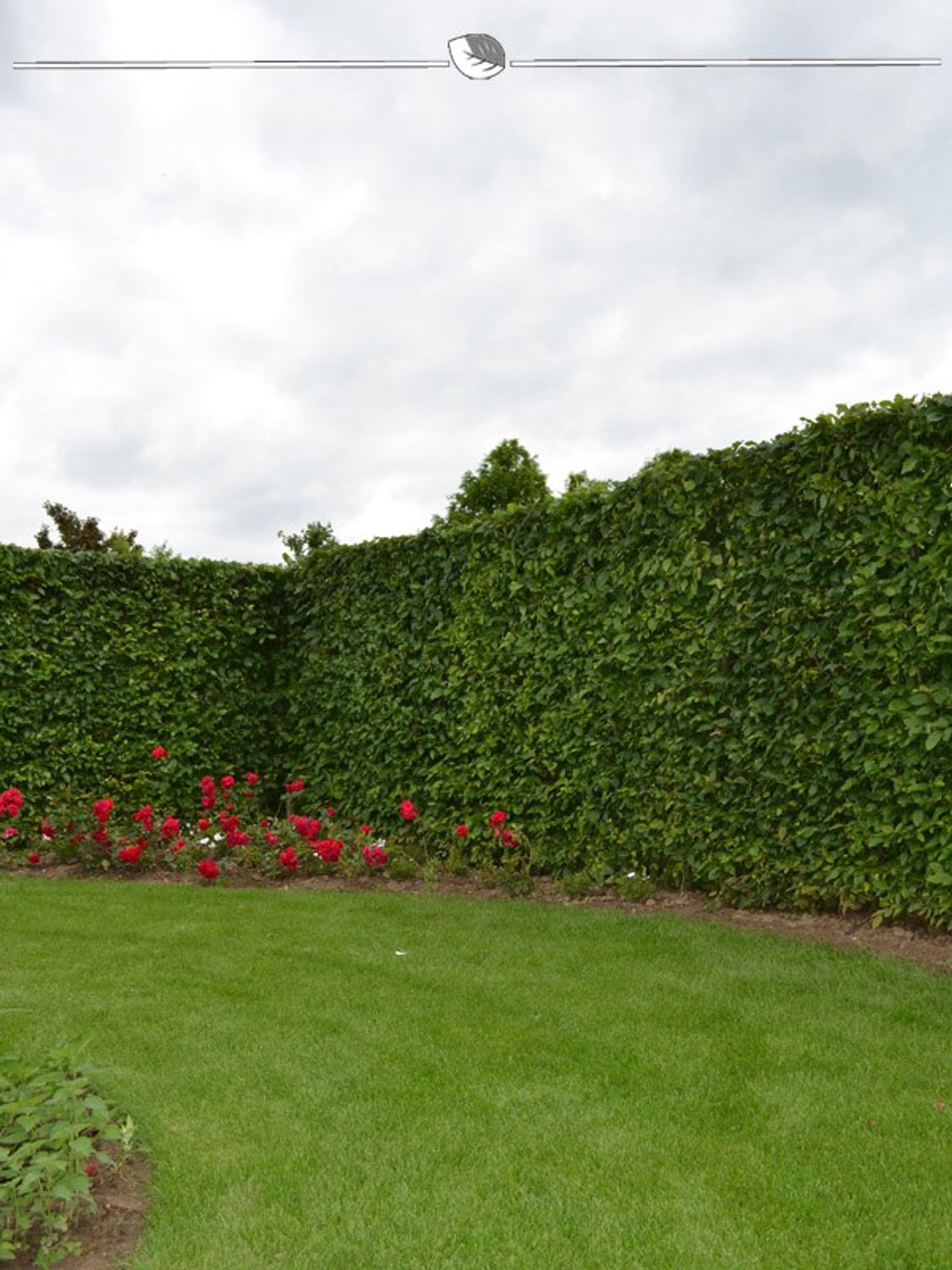 Haagbeuk Carpinus betulus 100-125 cm Blote wortel, 50x Haagplant