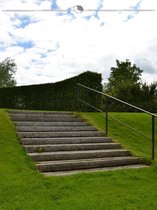 Haagbeuk Carpinus betulus 125-150 cm Blote wortel, 400x Haagplant