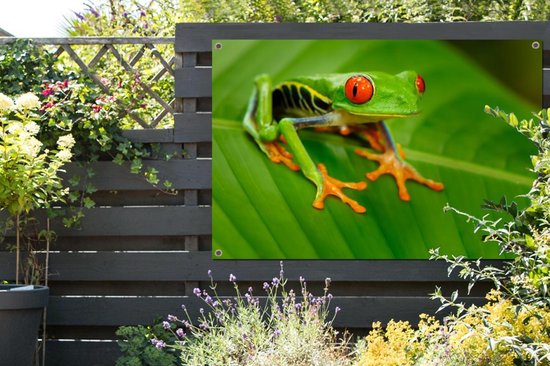 Poster Grenouille verte heureuse 