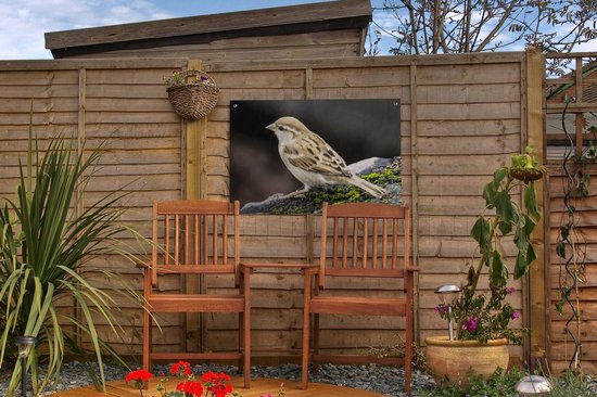 Affiche de jardin Moineau de roche au repos 60x40 cm - petit - Toile de jardin / Toile d'extérieur / Peintures pour l'extérieur (décoration de jardin)