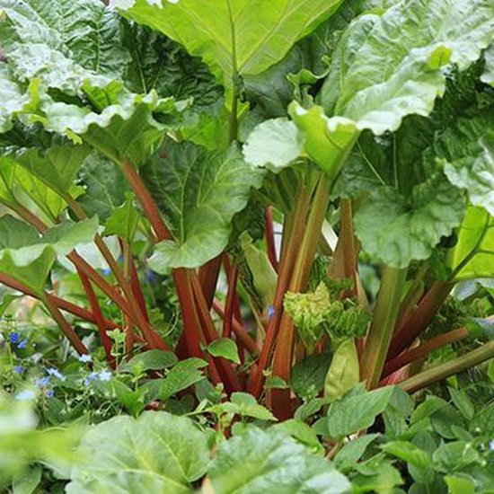 6x Rabarber (Rheum rhabarbarum) – P9 pot (9×9)
