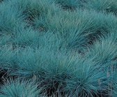 6x Blauw schapengras (Festuca glauca 'Elijah Blue) - P9 pot (9x9)