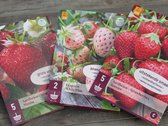 Garden Select - Aardbeienplantjes (12 Stuks) - 5 Korona - 5 Maxim - 2 White Pine (ananas aardbei) - Moestuin - Kleinfruit - De meest gangbare aardbeien
