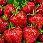 10x Fragaria Ananassa 'Elsanta' - Aardbei Plant - Blote wortels