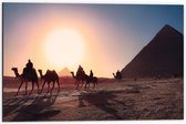 Dibond - Egyptenaren op Kamelen bij Piramides bij Ondergaande Zon - 60x40cm Foto op Aluminium (Met Ophangsysteem)