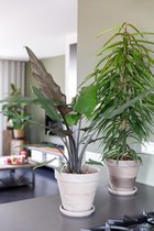 Alocasia Lauterbachiana in mand - kamerplant in speciale cadeauverpakking - vers van de kweker - pot ⌀19cm - hoogte ↕ 75cm