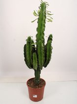 Cactus van Botanicly – Cactus – Hoogte: 80 cm – Euphorbia Eritrea