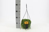Klimplant van Botanicly – Erwtenplantje in hangpot als set – Hoogte: 15 cm – Senecio Rowleyanus