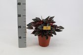 Kamerplant van Botanicly – Dwergpeper – Hoogte: 25 cm – Peperomia obtusifolia