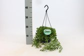 Kamerplant van Botanicly – Kruiskruid in hangpot als set – Hoogte: 25 cm – Senecio Peregrinus