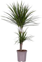 Kamerplant van Botanicly – Drakenboom – Hoogte: 90 cm – Dracaena Marginata