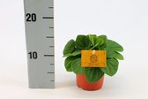 Kamerplant van Botanicly – Dwergpeper – Hoogte: 15 cm – Peperomia Rana Verde