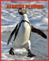 African Penguin