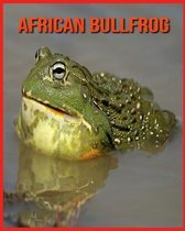 African Bullfrog