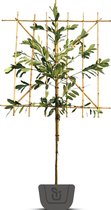 Laurier als leiboom | Prunus laurocerasus Elly | Stamomtrek: 6-8 cm | Stamhoogte: 130 cm | Rek: 120
