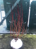 2 x Cornus sericea ' Kelseyi' CANADESE KORNOELJE/DWERGKORNOELJE 15-20 in pot