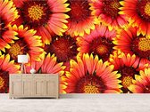 Professioneel Fotobehang Oranje met gele gerbera - oranje - Sticky Decoration - fotobehang - decoratie - woonaccesoires - inclusief gratis hobbymesje - 562 cm breed x 380 cm hoog - in 7 versc