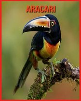 Aracari