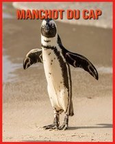 Manchot du Cap