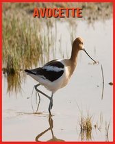 Avocette