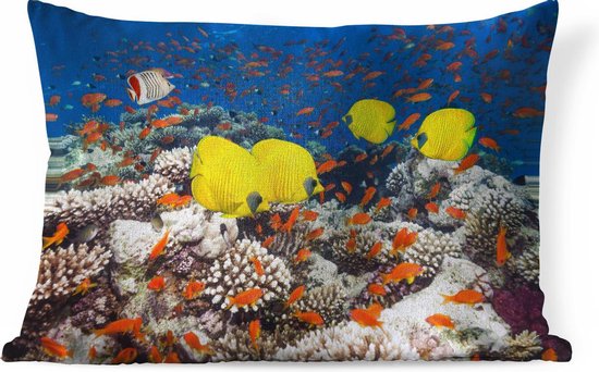 Sierkussens - Kussen - Gele vissen zwemmen boven harde koralen in de Rode  Zee - 60x40... | bol.com