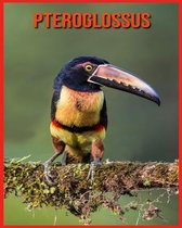 Pteroglossus