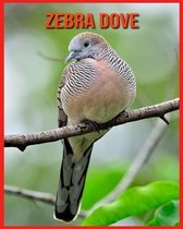 Zebra Dove