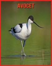 Avocet