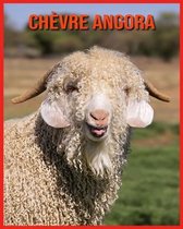 Chevre Angora