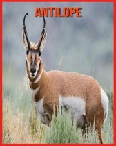 Antilope