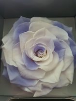 F5-Flowers  Behandelde roos in verschillende kleuren in mooie verpakking