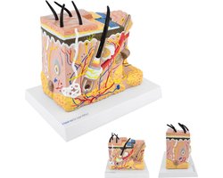 Het menselijk lichaam - anatomie model huid (20x15x23 cm)