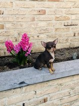 Chihuahua chocolate 23 cm hoog - hond - dog - polyester - polystone - beeld - tuinbeeld - hoogkwalitatieve kunststof - decoratiefiguur - interieur - accessoire - voor binnen - voor buiten - cadeau - geschenk